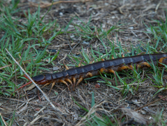 Scolopendra dehaani