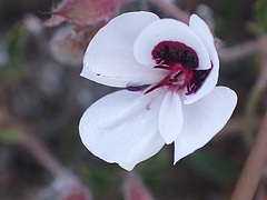 Pelargonium tricolor