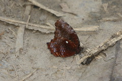 Elymnias pealii