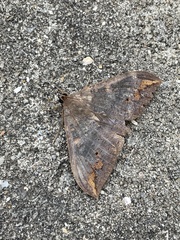 Ischyja ferrifracta