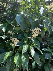 Psychotria carthagenensis