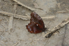 Elymnias pealii