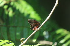 Elymnias pealii