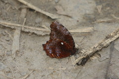 Elymnias pealii