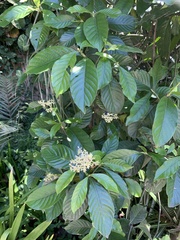 Psychotria carthagenensis