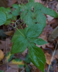 Rubus idaeus