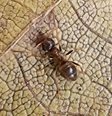 Lasius
