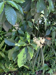 Psychotria carthagenensis