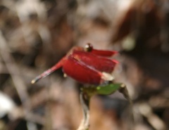 Neurothemis manadensis