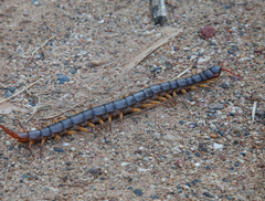 Scolopendra dehaani