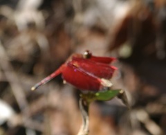 Neurothemis manadensis