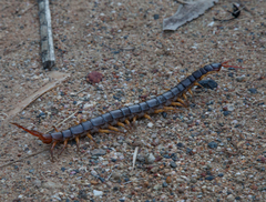 Scolopendra dehaani