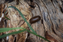 Arthrosphaera