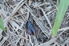 Opisthoplatia orientalis