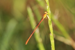 Ceriagrion glabrum