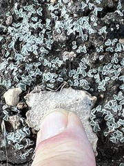 Psoraceae