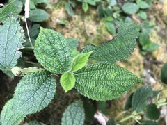Boehmeria pilosiuscula