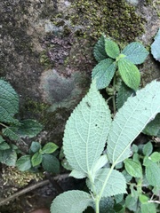 Boehmeria pilosiuscula