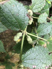 Boehmeria pilosiuscula