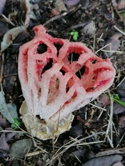 Clathrus ruber