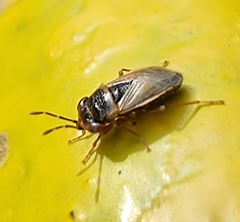 Geocoris megacephalus