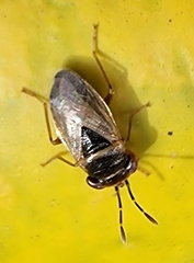 Geocoris megacephalus