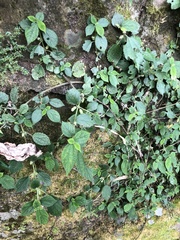 Boehmeria pilosiuscula