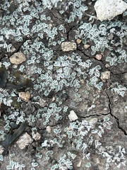 Psoraceae