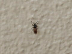 Oxycarenus hyalinipennis