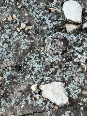 Psoraceae