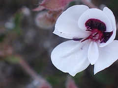 Pelargonium tricolor