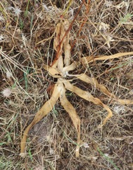 Ammocharis longifolia