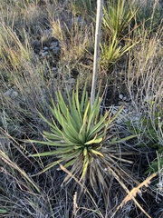 Yucca reverchonii
