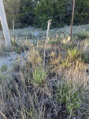 Yucca reverchonii