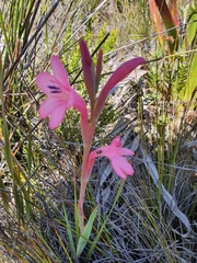 Watsonia coccinea