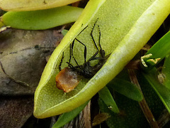 Pinguicula leptoceras
