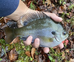 Lepomis macrochirus purpurascens