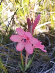 Watsonia coccinea