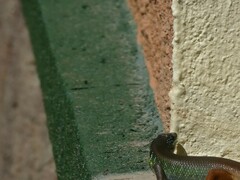 Trachylepis quinquetaeniata