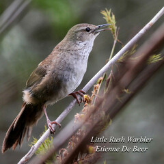 Bradypterus baboecala