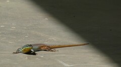 Trachylepis quinquetaeniata
