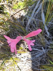 Watsonia coccinea