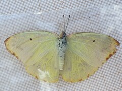 Catopsilia florella