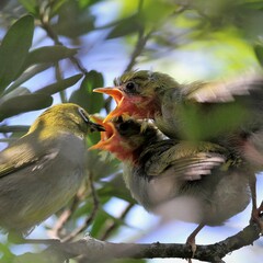 Zosterops virens capensis