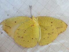 Catopsilia florella