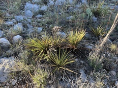 Yucca reverchonii