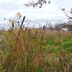 Typha latifolia