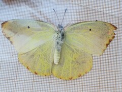 Catopsilia florella