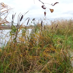 Typha latifolia