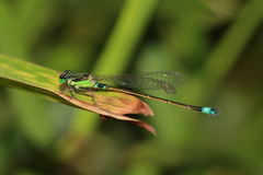 Ischnura senegalensis